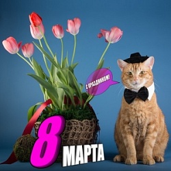 С 8 марта, милые дамы! С 8 марта, милые дамы!